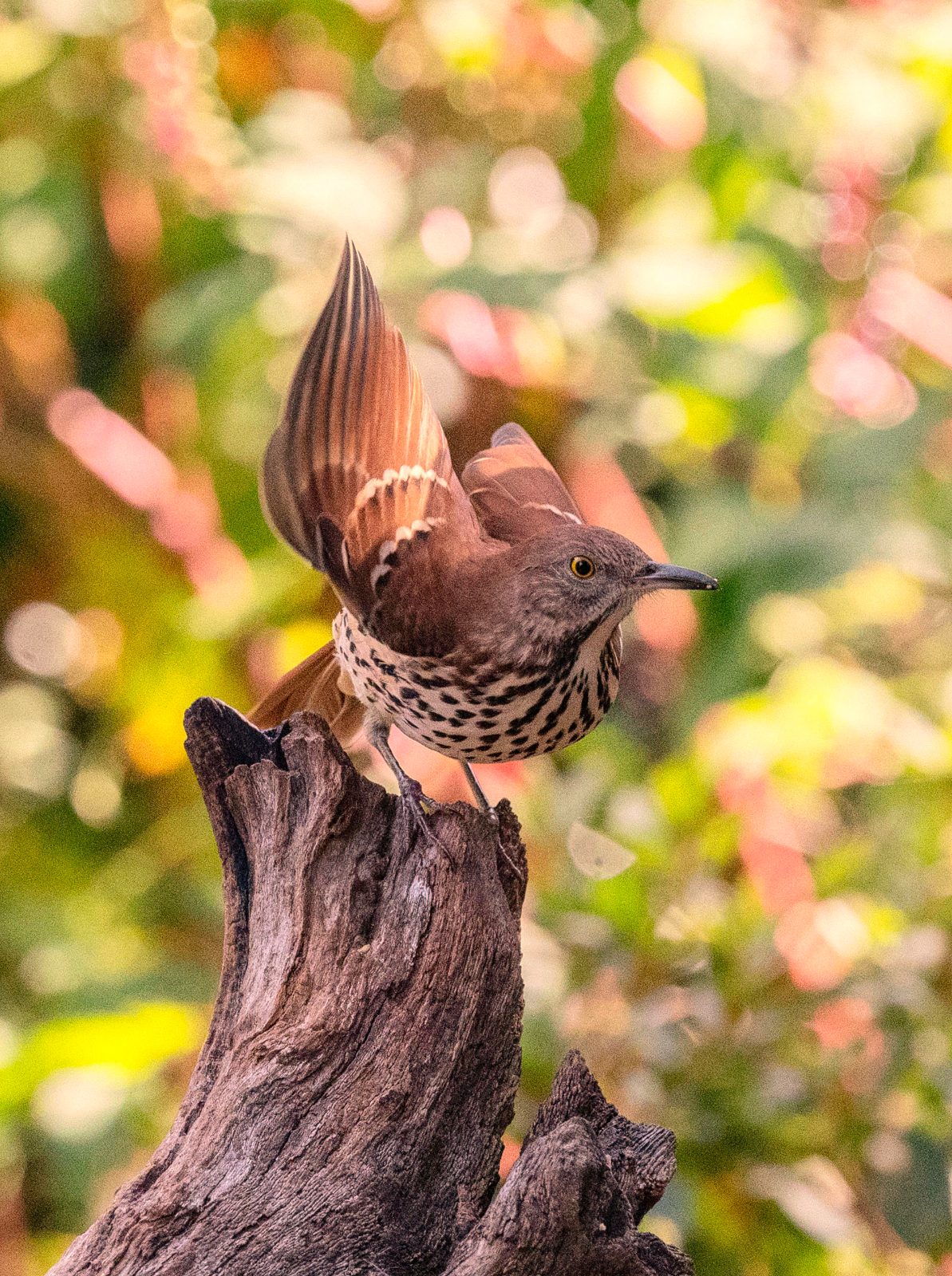 Brown thrasher on a stump with both wings raised