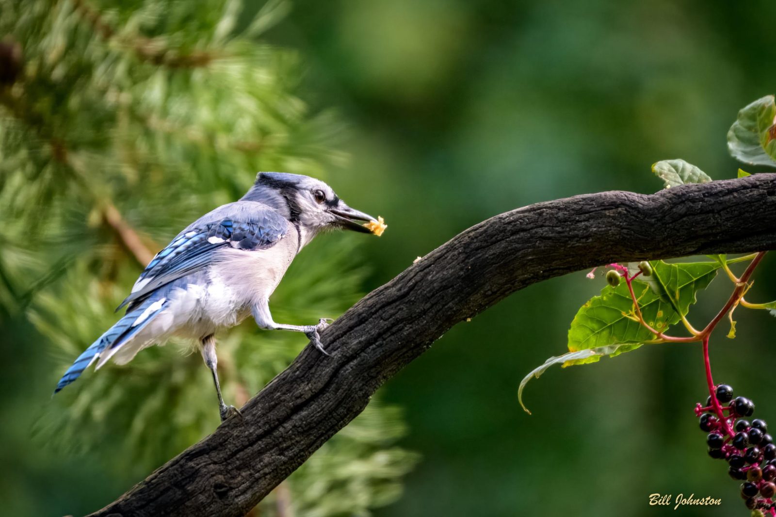 Blue jay perched on a curved branch beside pokeweed berries